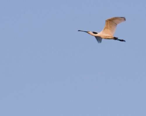 Fotografia de jorge bourges - Galeria Fotografica: aves acaticas - Foto: 