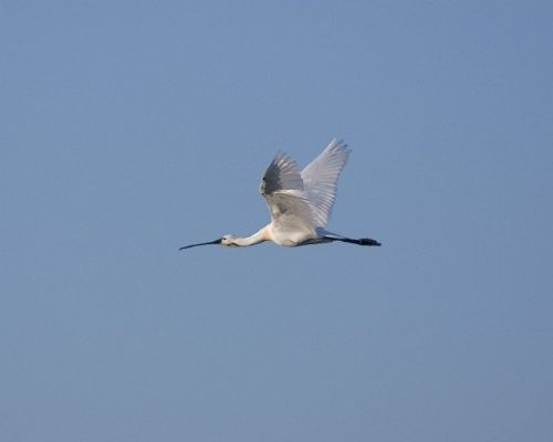 Fotografia de jorge bourges - Galeria Fotografica: aves acaticas - Foto: 