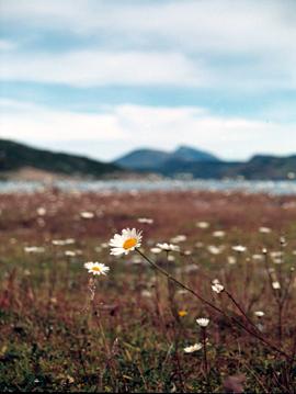 Fotografia de Pablo Suau - Galeria Fotografica: Patagonia Chilena - Foto: Me quiere mucho, poquito...