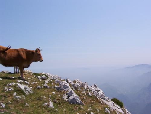 Fotografia de Muleey - Galeria Fotografica: Naturaleza - Foto: vaca asturiana