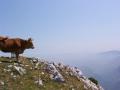 Foto de  Muleey - Galería: Naturaleza - Fotografía: vaca asturiana