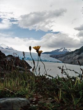 Fotografia de Pablo Suau - Galeria Fotografica: Patagonia Chilena - Foto: Roca y Flor