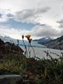 Fotos de Pablo Suau -  Foto: Patagonia Chilena - Roca y Flor