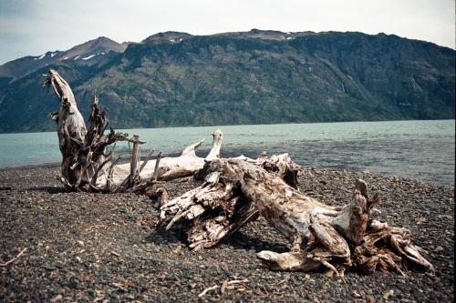 Fotografia de Pablo Suau - Galeria Fotografica: Patagonia Chilena - Foto: Troncos