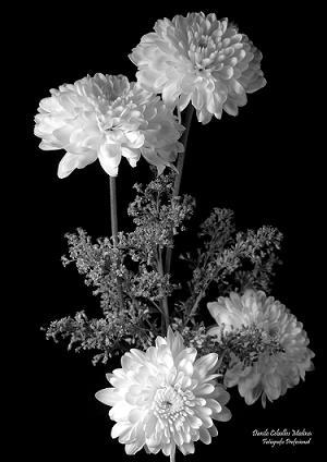 Fotografia de Danilo.C - Galeria Fotografica: Personal - Foto: Pompon