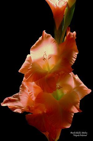 Fotografia de Danilo.C - Galeria Fotografica: Personal - Foto: Gladiolo