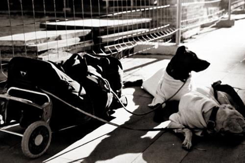 Fotografia de artfactoryart - Galeria Fotografica: barcelona - Foto: dogs plaza del diamante