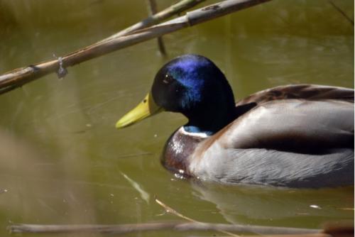 Fotografia de Polcast - Galeria Fotografica: Seleccion - Foto: Aves en libertad							