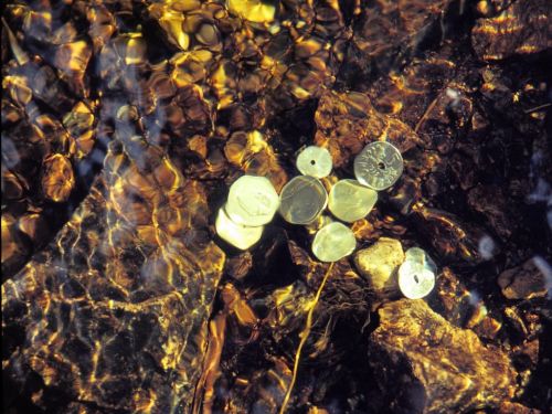 Fotografia de Romer Gutierrez - Galeria Fotografica: Noruega 2002 - Foto: Monedas Noruegas