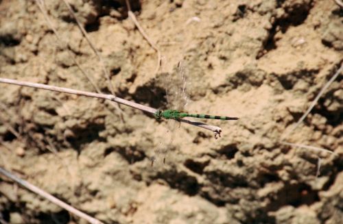 Fotografia de Romer Gutierrez - Galeria Fotografica: Brazil 2003 - Foto: Libelula