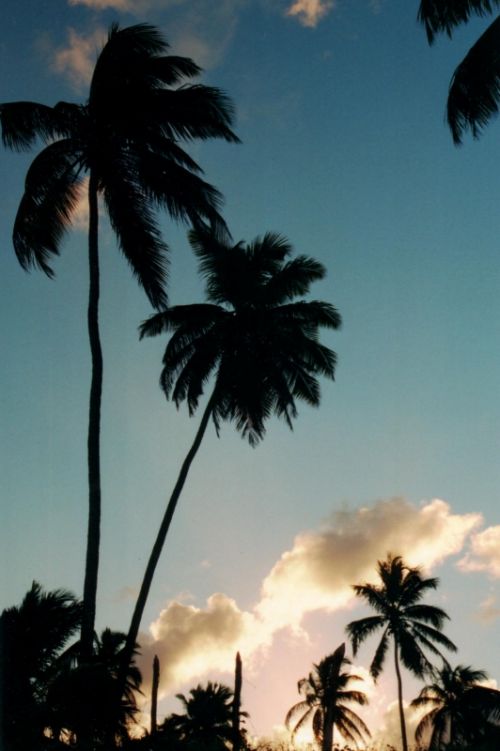 Fotografia de Romer Gutierrez - Galeria Fotografica: Brazil 2003 - Foto: Palmeras