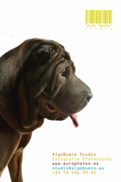 Fotografia de AlgoBueno Studio - Galeria Fotografica: Nuestros trabajos - Foto: 