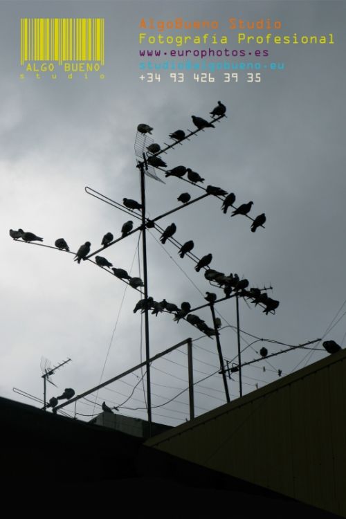 Fotografia de AlgoBueno Studio - Galeria Fotografica: Nuestros trabajos - Foto: 