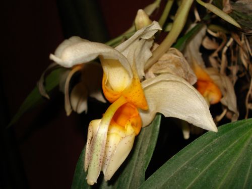 Fotografia de Elizabeth - Galeria Fotografica: flores - Foto: 