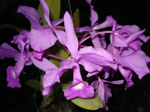 Fotografia de Elizabeth - Galeria Fotografica: flores - Foto: 