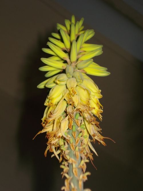 Fotografia de Elizabeth - Galeria Fotografica: flores - Foto: 