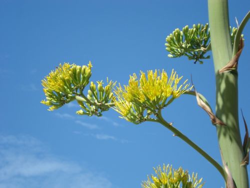 Fotografia de Elizabeth - Galeria Fotografica: flores - Foto: 