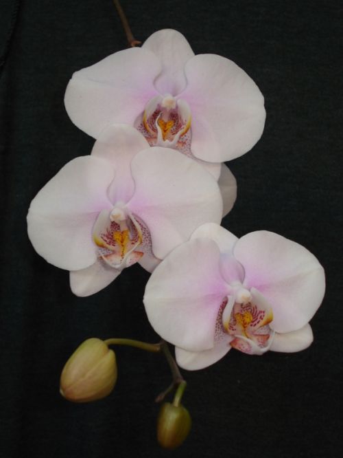 Fotografia de Elizabeth - Galeria Fotografica: flores - Foto: 