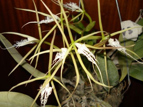 Fotografia de Elizabeth - Galeria Fotografica: flores - Foto: 