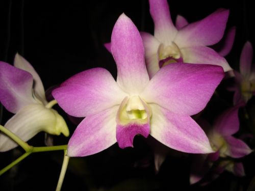 Fotografia de Elizabeth - Galeria Fotografica: flores - Foto: 