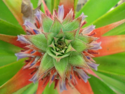 Fotografia de Elizabeth - Galeria Fotografica: flores - Foto: 