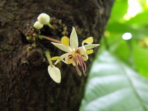 Fotografia de Elizabeth - Galeria Fotografica: flores - Foto: 