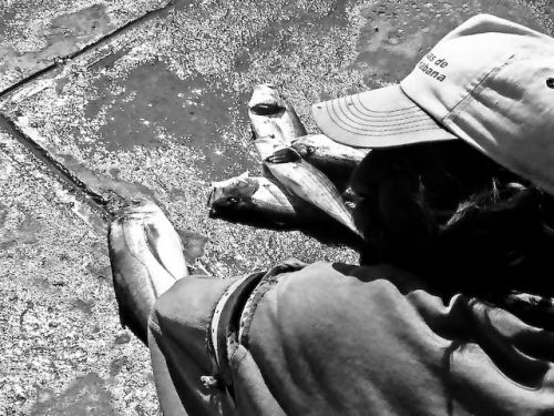 Fotografia de Alcar - Galeria Fotografica: Das de pesca - Foto: 