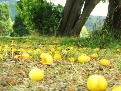 Fotografia de Marcela - Galeria Fotografica: Argentina..El sur! - Foto: 