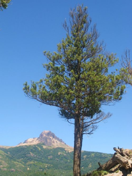 Fotografia de Marcela - Galeria Fotografica: Argentina..El sur! - Foto: 