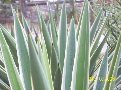 Fotografia de sergio - Galeria Fotografica: Arboles - Foto: 