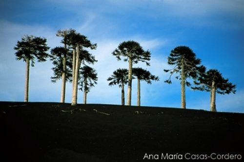 Fotografia de Casas Cordero - Galeria Fotografica: Casas Cordero - Foto: 