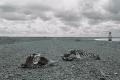 Foto de  MJV - Galería: Cabo Raso : El pueblo olvidado - Fotografía: Un lobo marino en plena ruta.