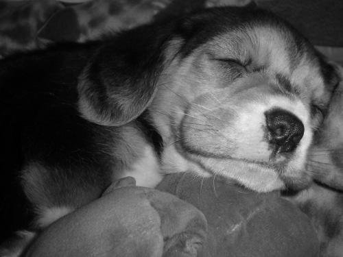 Fotografia de MaLaura - Galeria Fotografica: Pupis - Foto: Biscochito