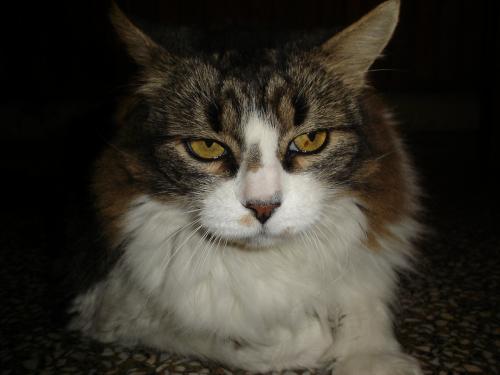 Fotografia de MaLaura - Galeria Fotografica: Pupis - Foto: Pelusa