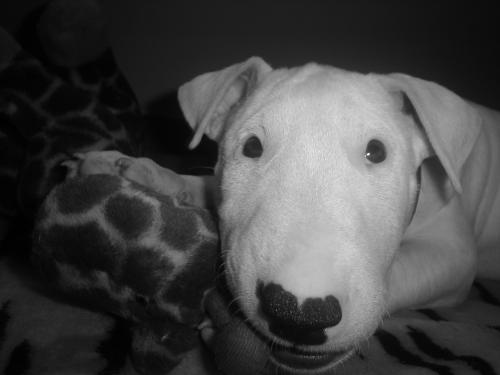 Fotografia de MaLaura - Galeria Fotografica: Newenchu - Foto: Newenchu04