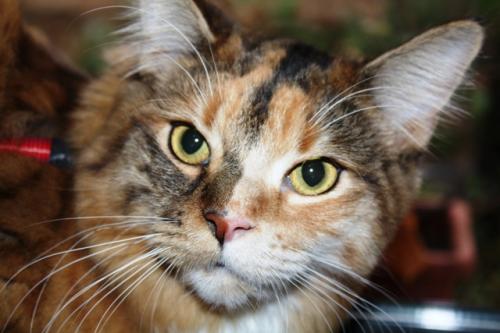 Fotografia de janeiro - Galeria Fotografica: domesticados y libres - Foto: 2