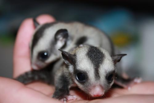 Fotografia de janeiro - Galeria Fotografica: domesticados y libres - Foto: 3