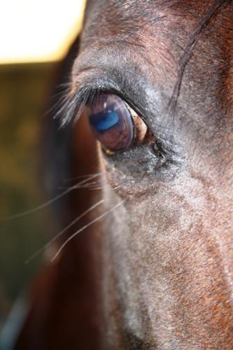 Fotografia de janeiro - Galeria Fotografica: domesticados y libres - Foto: 5