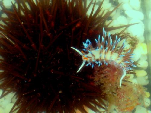 Fotografia de janeiro - Galeria Fotografica: domesticados y libres - Foto: 7