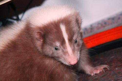 Fotografia de janeiro - Galeria Fotografica: domesticados y libres - Foto: 9