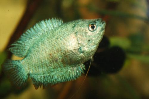 Fotografia de janeiro - Galeria Fotografica: domesticados y libres - Foto: 10