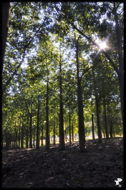 Fotografia de Gargoile - Galeria Fotografica: Fotografia de colores - Foto: www.horaciopaez.tk