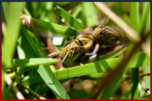 Fotografia de Gargoile - Galeria Fotografica: Fotografia de colores - Foto: www.horaciopaez.tk