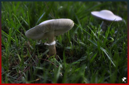 Fotografia de Gargoile - Galeria Fotografica: Fotografia de colores - Foto: www.horaciopaez.tk