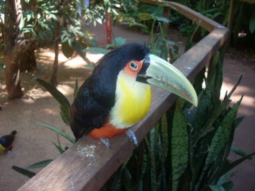 Fotografia de PhotoAl - Galeria Fotografica: IGUAZ - Foto: 