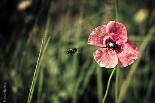 Fotografia de foto.Priganica - Galeria Fotografica: Mi mundo - Foto: Atraccin roja