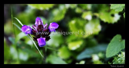 Fotografia de Dani Querol Fotografia - Galeria Fotografica: Id Side - Foto: 