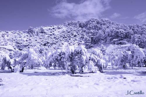Fotografia de JCASTILLO - Galeria Fotografica: BLANCA SIERRA - Foto: OLIVOS DE ALGODON