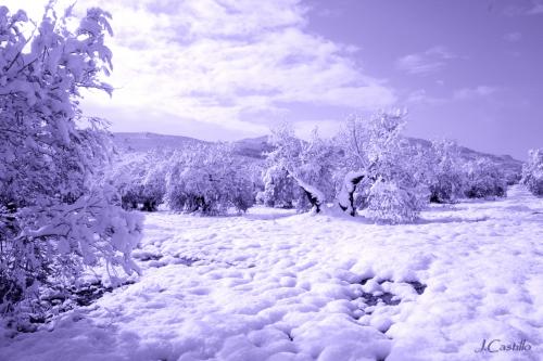 Fotografia de JCASTILLO - Galeria Fotografica: BLANCA SIERRA - Foto: OLIVOS DE ALGODON-1