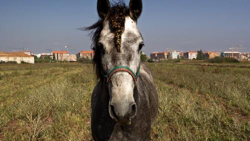 Fotografia de Cesar Ceniceros - Galeria Fotografica: Ecologa Cercana - Foto: 